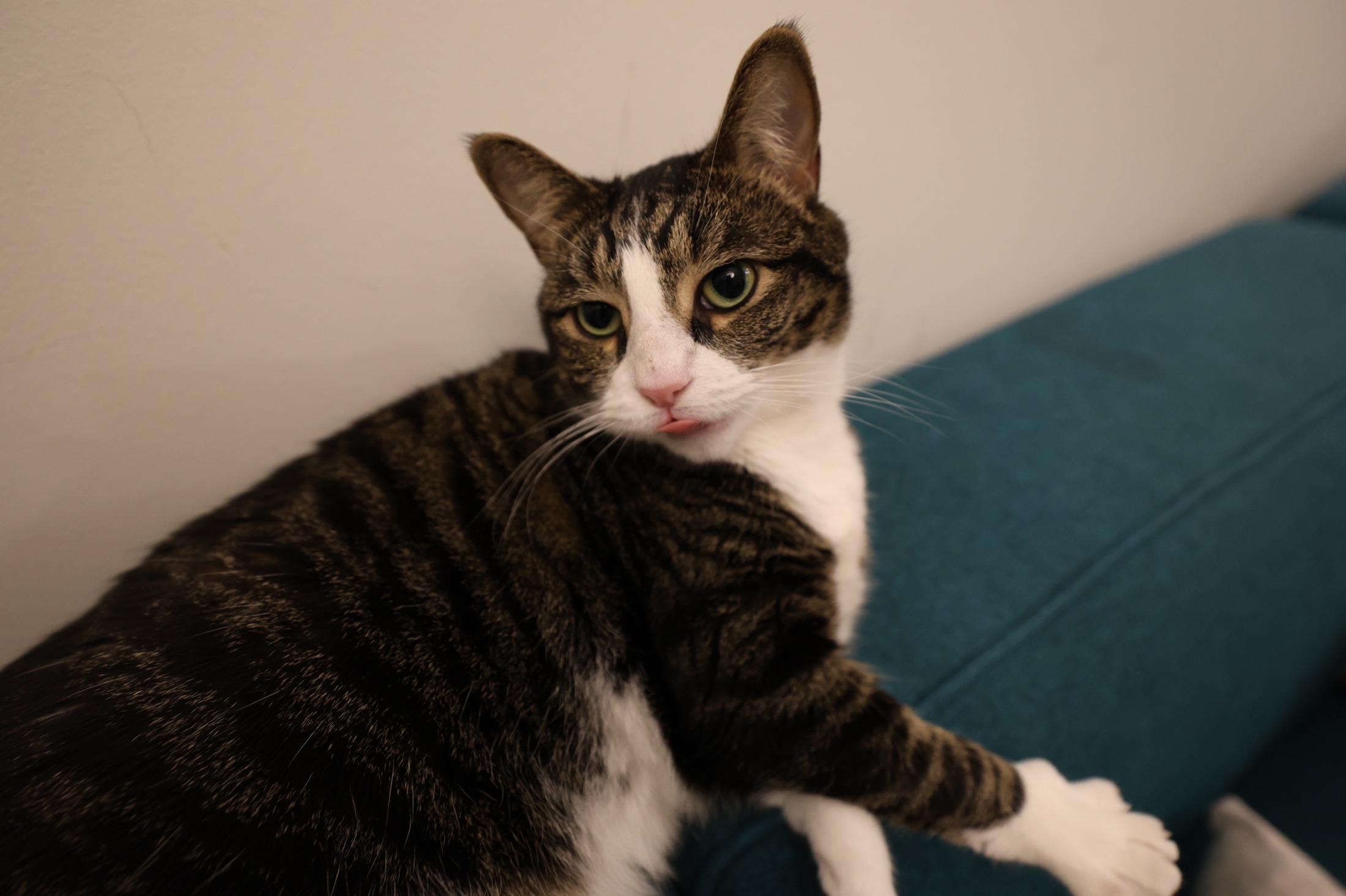Leo looking toward the studio desk from a blue chair